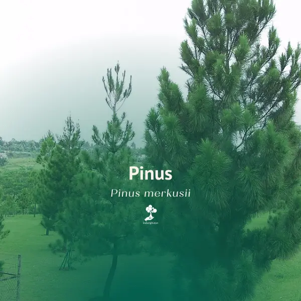 Pinus (Pinus merkusii)